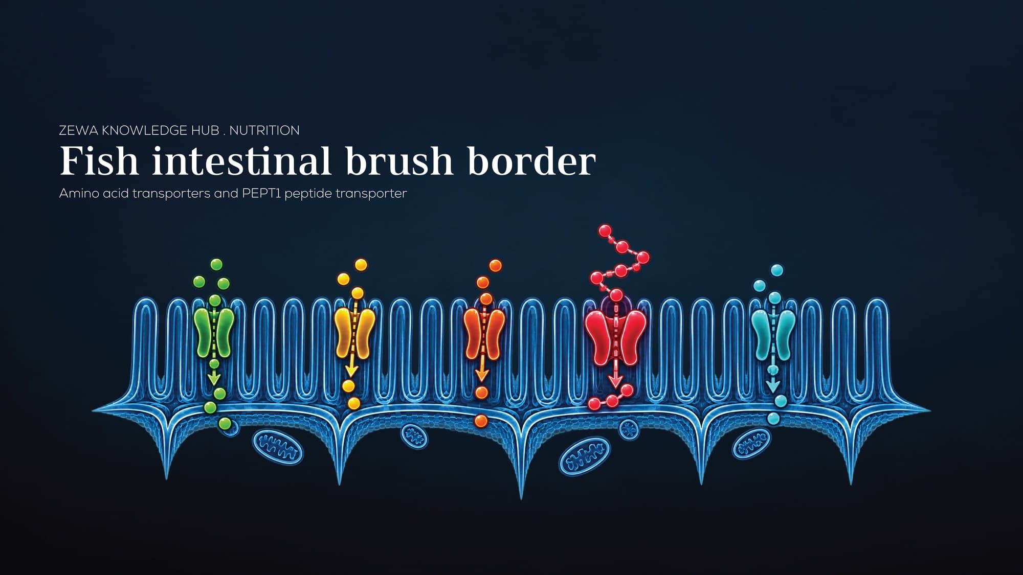 Amino acid transporters and PEPT1 peptide transporter in the fish intestinal brush border