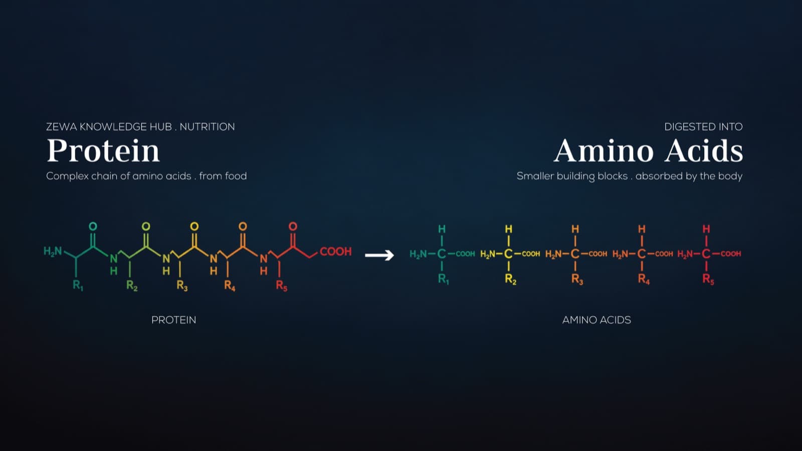 Diagram showing dietary protein digested into amino acids for absorption in fish