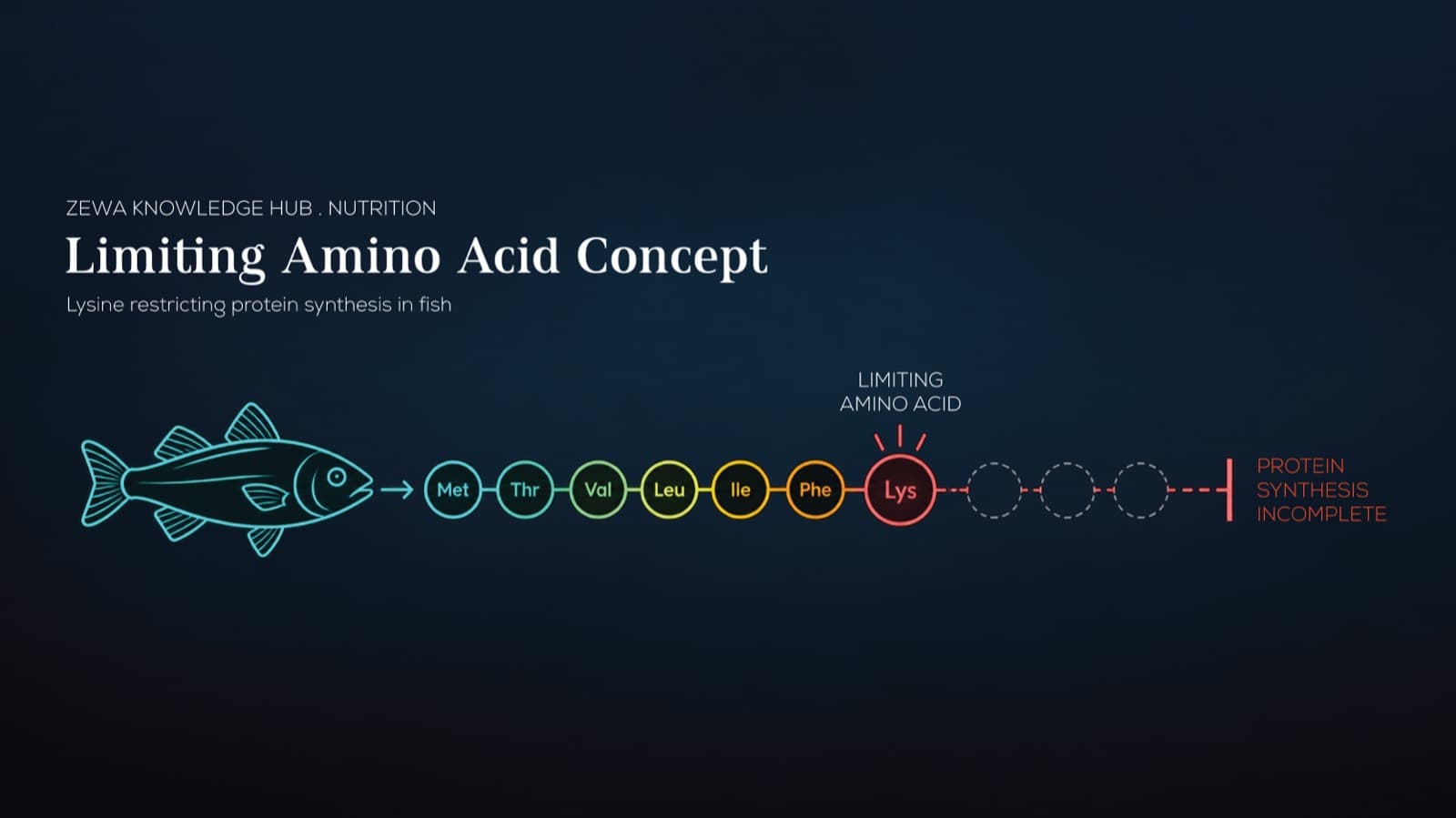 Limiting amino acid concept showing lysine restricting protein synthesis in fish