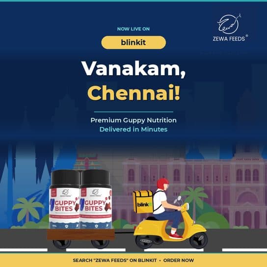 Zewa Feeds on Blinkit: Vanakam, Chennai!