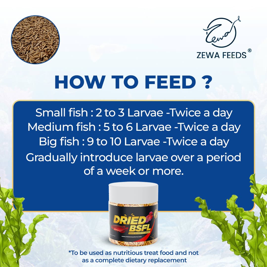 Zewa Feeds Dried BSF Larvae 3