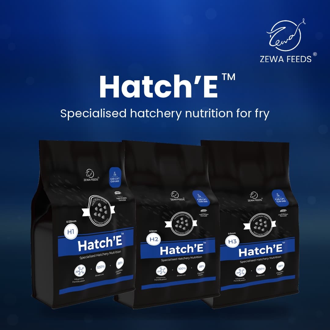 Zewa Feeds Hatch'E 2
